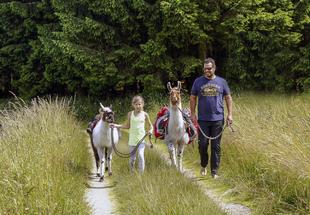 Ralf und ein kleines Mädchen gehen mit zwei Lamas auf einem Wiesenweg.