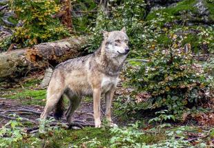 Ein Wolf blickt wachsam und horcht mit gespitzten Ohren nach Geräuschen.