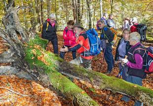 Eine Gruppe von Teilnehmern betrachtet mit dem Nationalpark-Ranger Totholz im Buchenwald