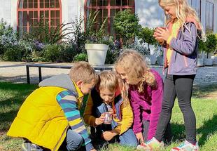 Vier Kinder betrachten Insekten in Becherlupen.