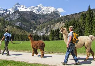 Eine Gruppe von drei Personen wandert mit Lamas und Alpakas am Fuße des Großen Priel