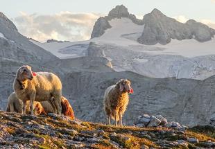 Vier Schafe, im Hintergrund der Gletscher und Gipfel des Dachsteins.