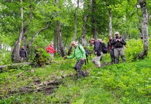 Eine Gruppe von Erwachsenen geht einen Abhang im Buchenwald hinab.