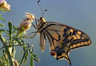 Schwalbenschwanz (Papilio machaon) 
