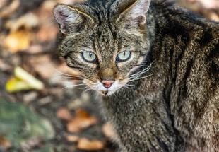 Wildkatze
