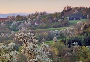 Obstbaumblüte in Scharten