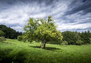 Streuobstwiese