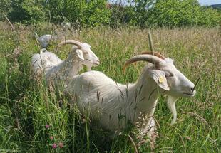 Ziegen auf der Weide