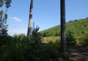 Wald