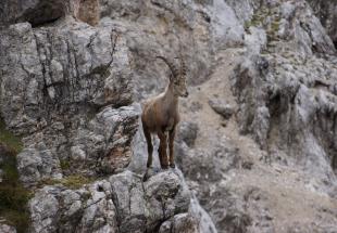 Steinbock