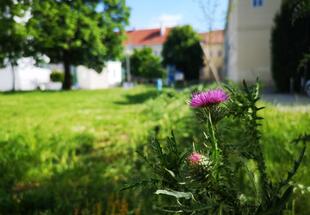 Wildstauden am Campus