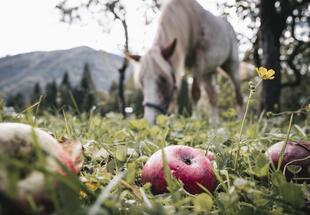 Streuobstweide