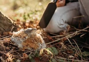 High-Tech Naturforscherin erforscht Amphibien