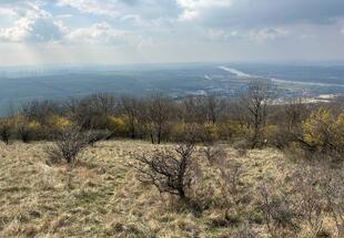Hundsheimer Berg im Frühling mit blühenden Kornelkirschen