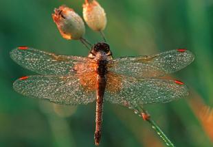 Heidelibelle