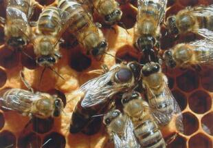 Bienen