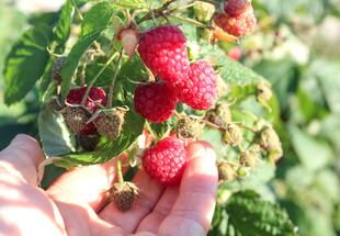Himbeere
