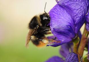bombus-mendax