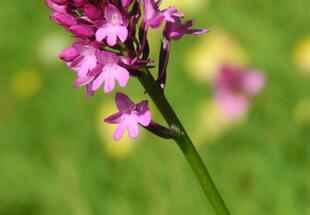 Orchidee