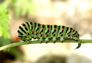 Segelfalter, Raupe