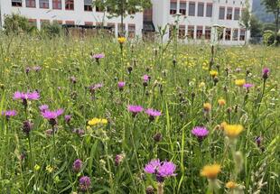 Blumenwiese