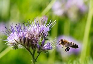 Gärten für Schmetterlinge, Bienen, Hummeln & Co