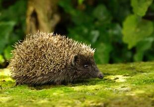 Nützlinge — Fleißige Helfer im Naturgarten