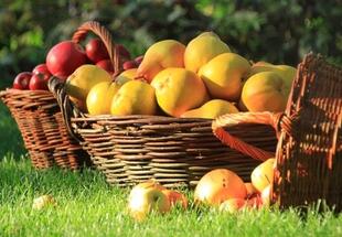 Obst und Beeren im eigenen Garten