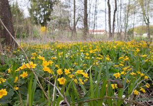 Naturnaher Auwald
