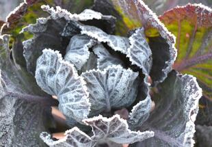 Wintergemüse