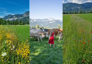 Drei Bilder in einer Collage. Berge mit Blühstreifen im Vordergrund, Roswitha Marold mit ihren Kühen.