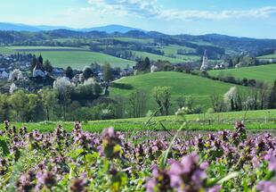 Wiese mit lila Blumen