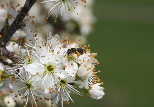 Biene auf Blüte