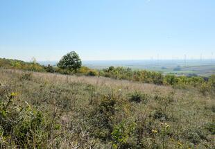 verbuschte Trockenrasen 