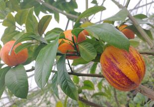 Zitrussorten aus Schönbrunn