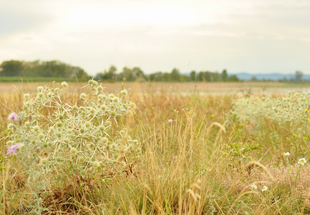 Eryngium campestre im Trockenrasen bei Apetlon