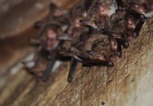 Fledermäuse am Dachboden von Schloss Eckartsau