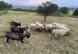 Zackelschafe Donnerskirchen