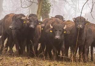 Wasserbüffel auf Weide