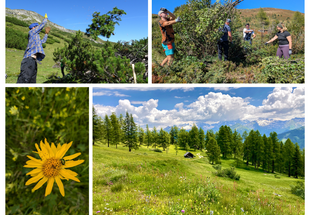 Wir unterstützen die Landwirt:innen dabei die Lärchenwiesen und Bergmähder zu erhalten und genießen die wunderschöne, artenreiche Kulturlandschaft