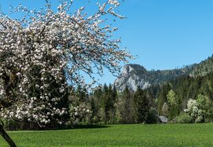 Blühender Obstbaum vor einem Berg