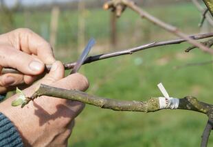 Veredelung eines Obstbaumes