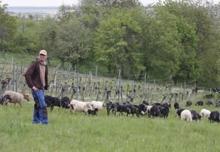 Schafherde des Bioschafhof Elpons