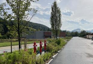 Blühstreifen und Bäume zwischen Fahrbahn und Radweg