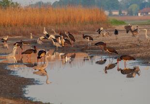 Schwarzstörche und Reiher an einer Wasserstelle, im Hintergrund braunes Schilf