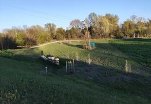 junge Streuobstwiese mit Bäumen und Pflanzenschutz (Baumstangen und Verbissschutzgitter)