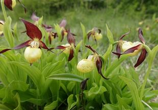 gelb-braune Blüten 