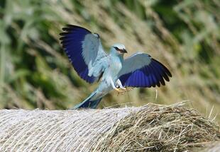 Blauer Vogel mit ausgebreiteten Schwingen 