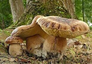Drei Pilze im Wald