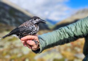 Tour 24 - Besuch des alpinen Vogel Hot Spots